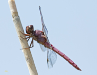 Dragonfly in Big Bend NP